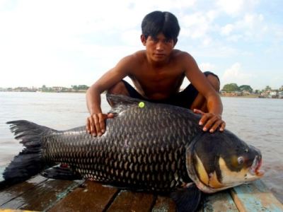 mega_fresh_water_fish_worldwide_page_02_image_0002-content